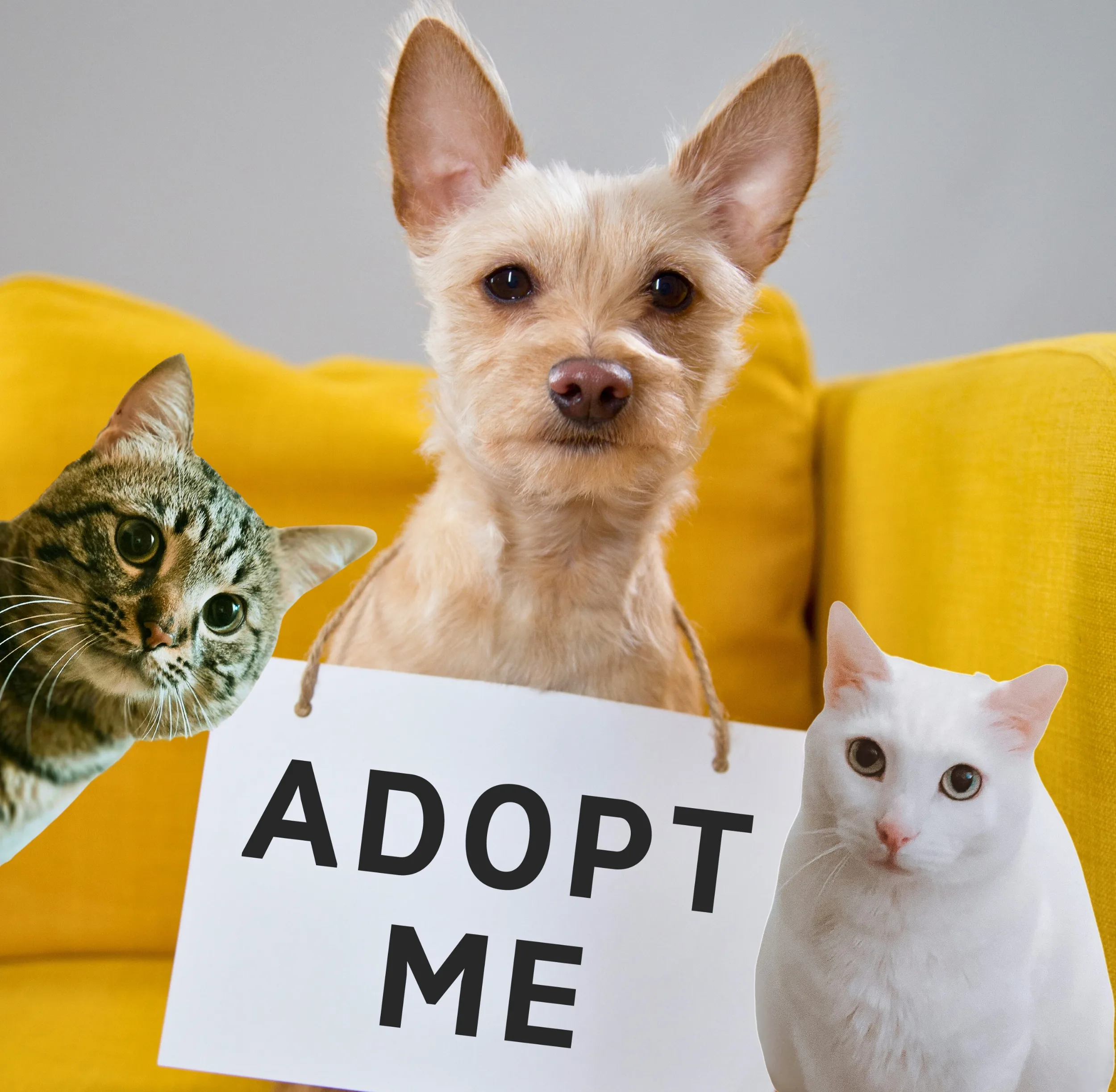 Adopt or Volunteer