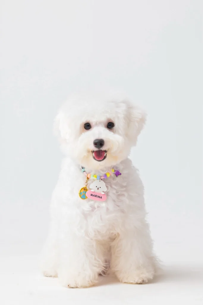 Marina Bichon Frise 02